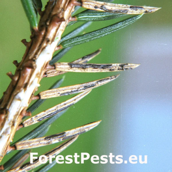 &Scaron;trbinovka smrekov&aacute;