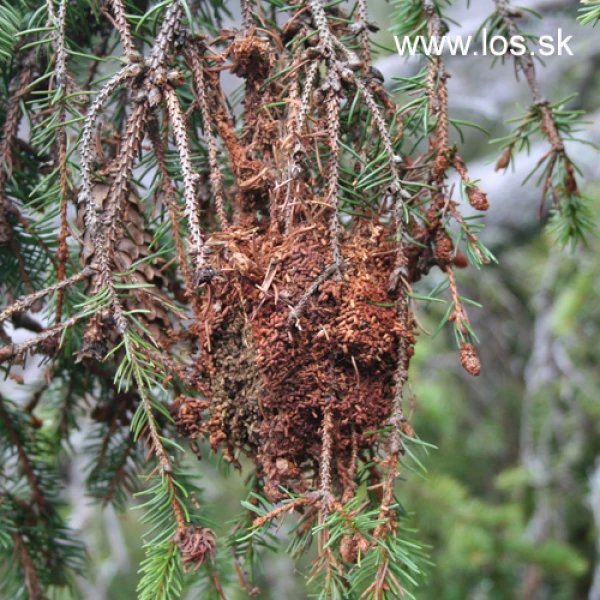 Ploskanka smrekov&aacute; 