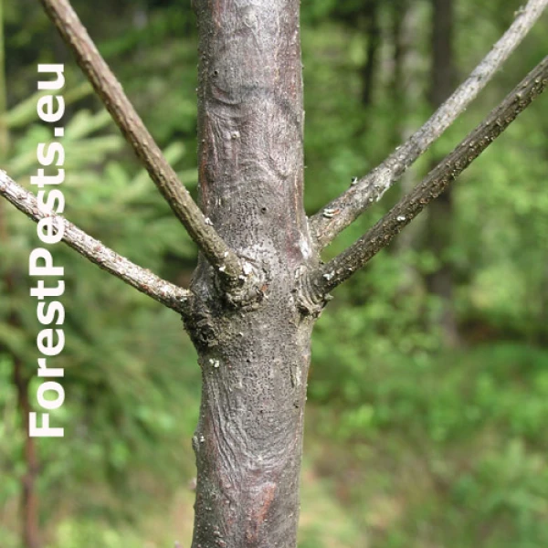 &Scaron;o&scaron;ovičkovec ihličnanov&yacute;