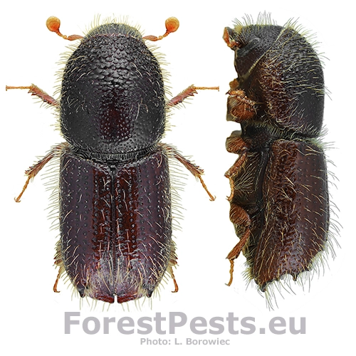 Lykožr&uacute;t seversk&yacute;