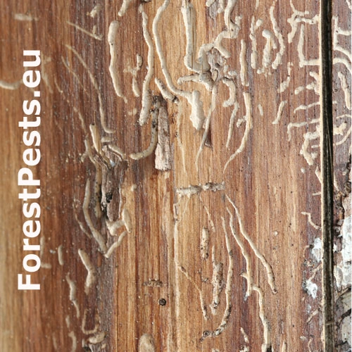 Lykokaz matn&yacute;