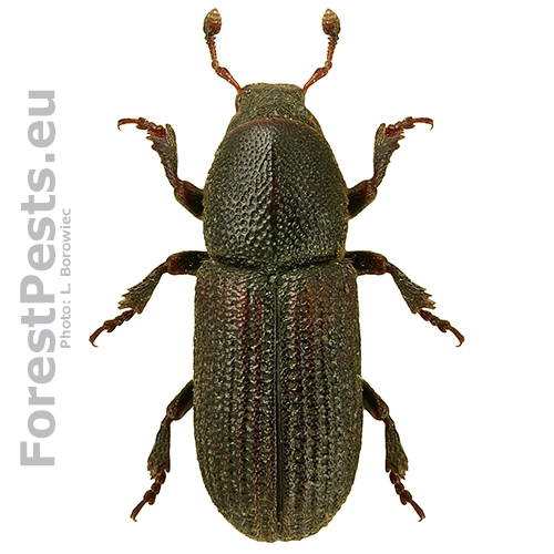 Lykokaz sadenicov&yacute;