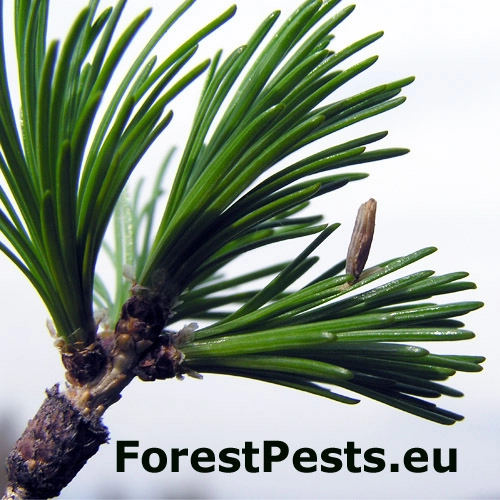 R&uacute;rkovček smrekovcov&yacute; 