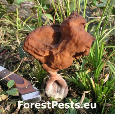 U&scaron;iak mitrovit&yacute;