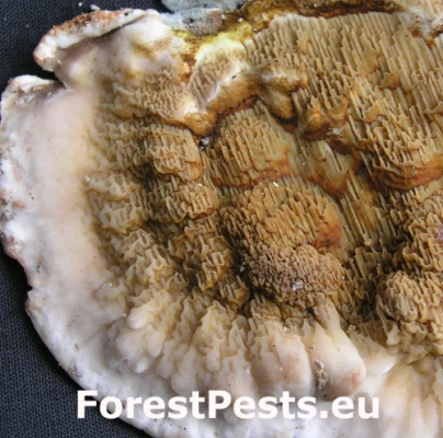 Drevokaz slziv&yacute;