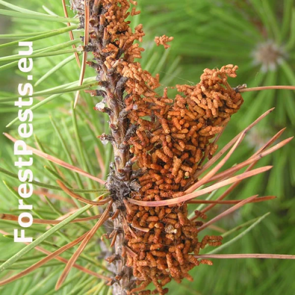 Ploskanka sadenicov&aacute;