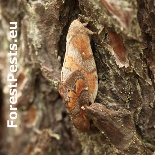 Priadkovec borovicov&yacute;