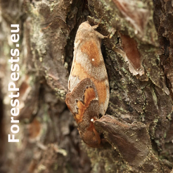 Priadkovec borovicov&yacute;