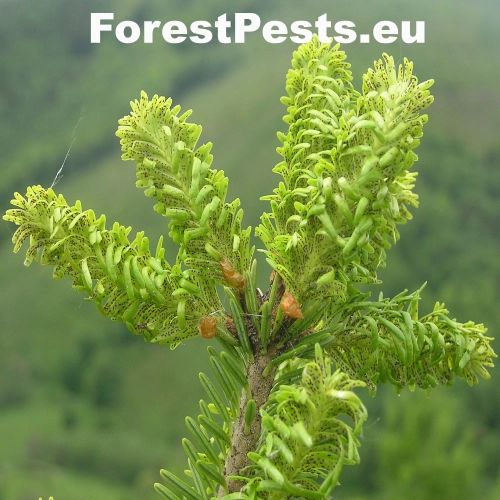 K&ocirc;rovnica kaukazsk&aacute;