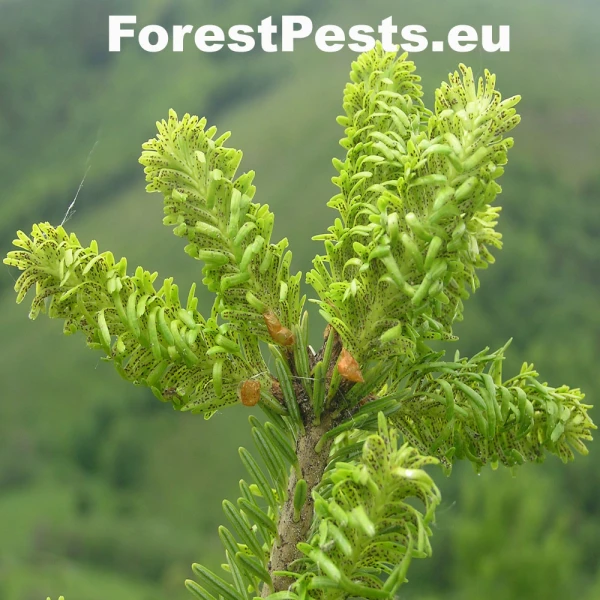 K&ocirc;rovnica kaukazsk&aacute;