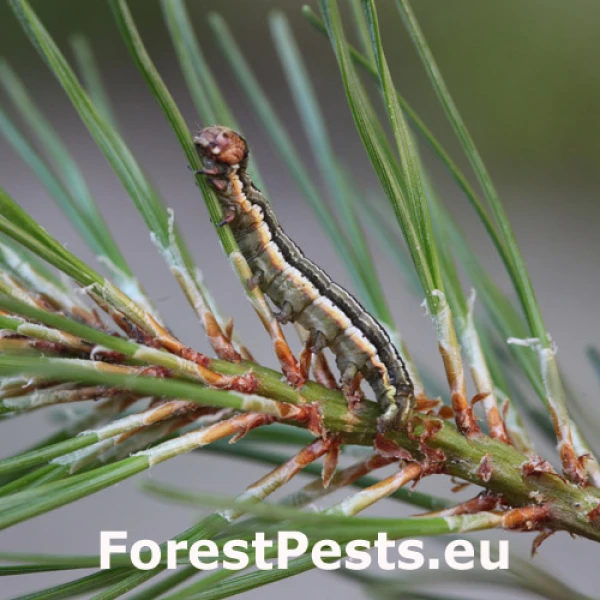 Mora borovicov&aacute;