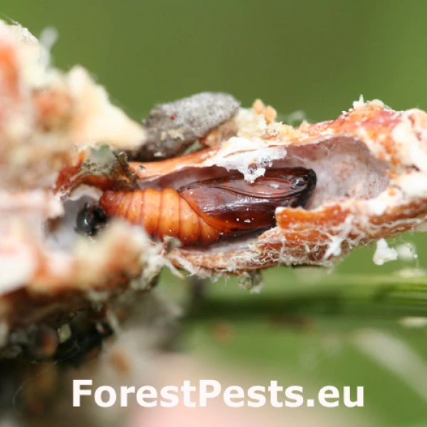 Obaľovač ml&aacute;dnikov&yacute;