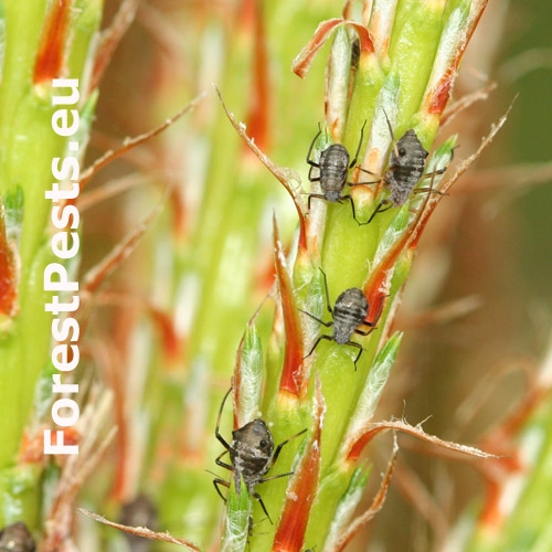 Medovnica borovicov&aacute;