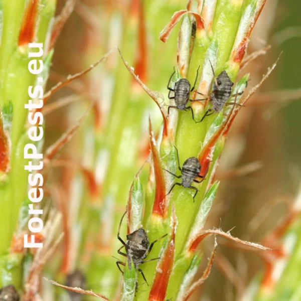 Medovnica borovicov&aacute;