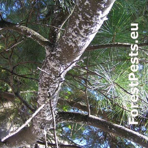 K&ocirc;rovnica vejmutovkov&aacute;