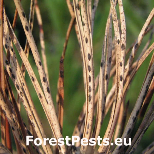 Sypavka borov&aacute;