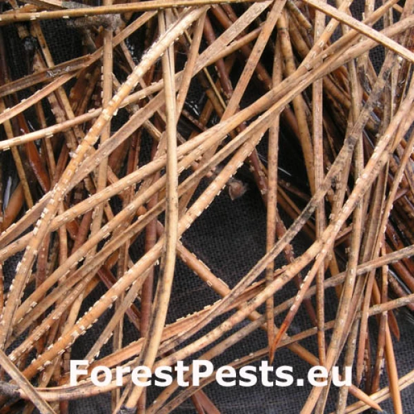 Sypavka mramorov&aacute;