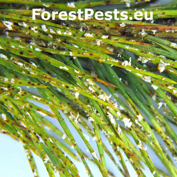 Pine needle rust