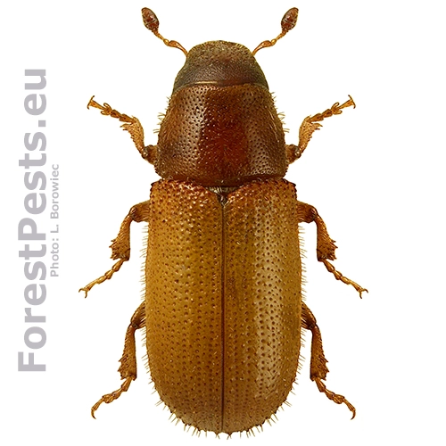 Lykokaz borinov&yacute;