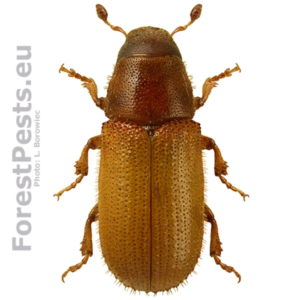 Lykokaz borinov&yacute;