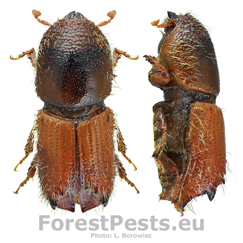 Lykožr&uacute;t vrcholcov&yacute; 