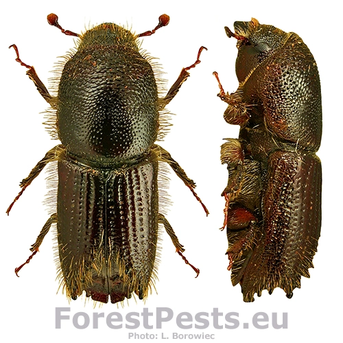 Lykožr&uacute;t borovicov&yacute; 