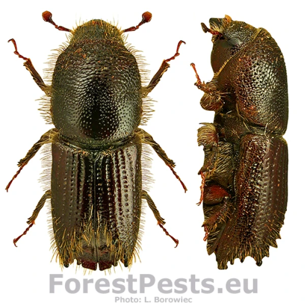 Lykožr&uacute;t borovicov&yacute; 