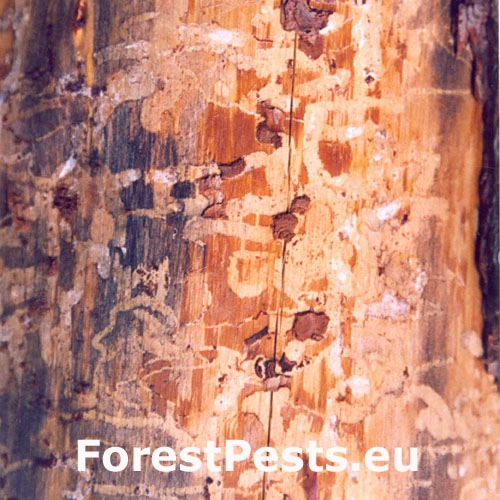 Krasoň modr&yacute;