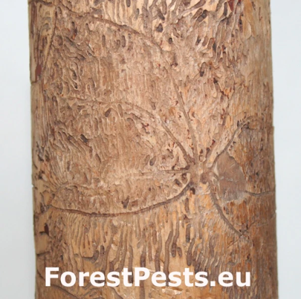 Lykožr&uacute;t &scaron;tvorzub&yacute;