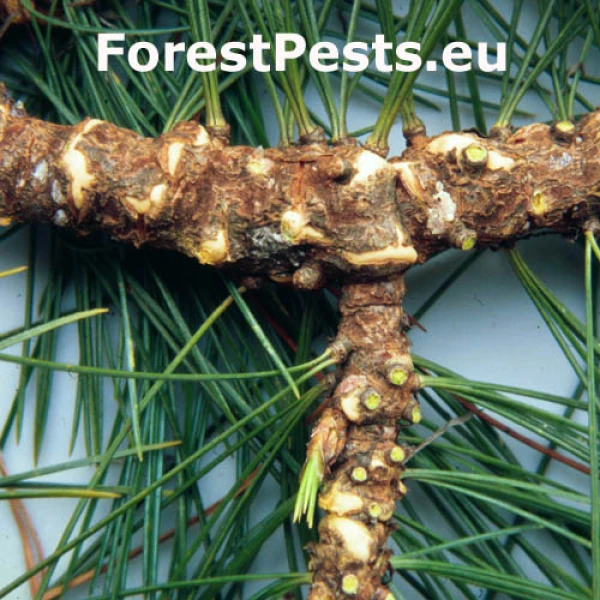 Mech&uacute;rnatka vejmutovkov&aacute;