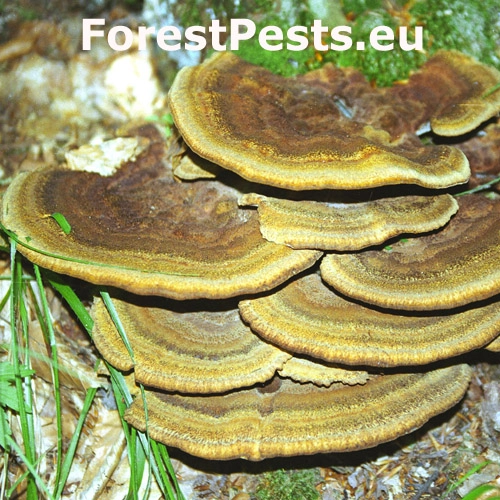 Hned&aacute;k Schweinitzov