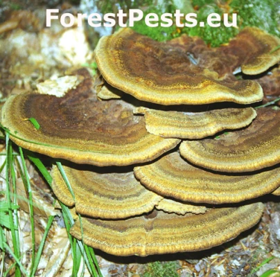 Hned&aacute;k Schweinitzov