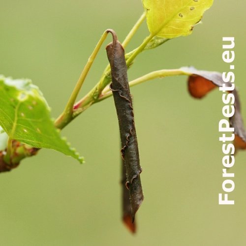 Nos&aacute;nik topoľov&yacute;