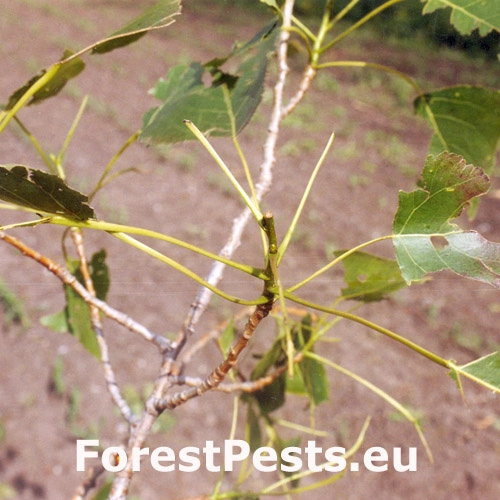 Mn&iacute;&scaron;ka vŕbov&aacute;