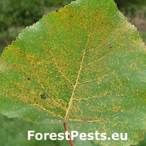 Hnedosp&oacute;rka topoľov&aacute;