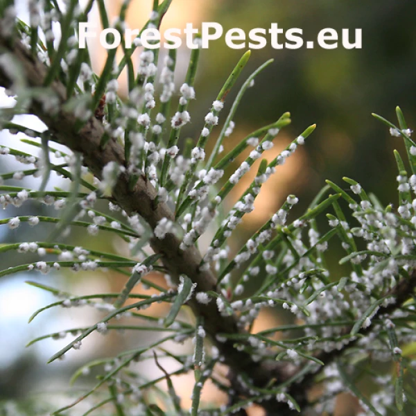 K&ocirc;rovnica duglaskov&aacute;