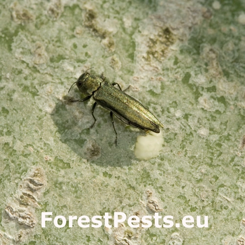 Krasoň Agrilus suvorovi populneus 