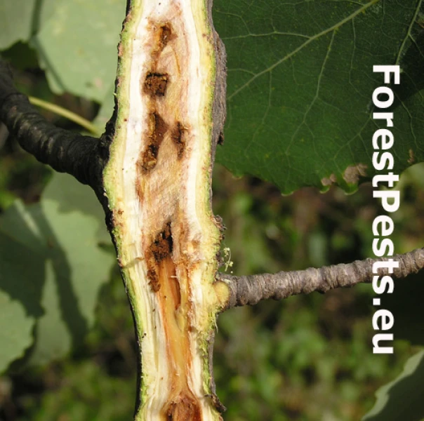Poplar-and-willow borer 