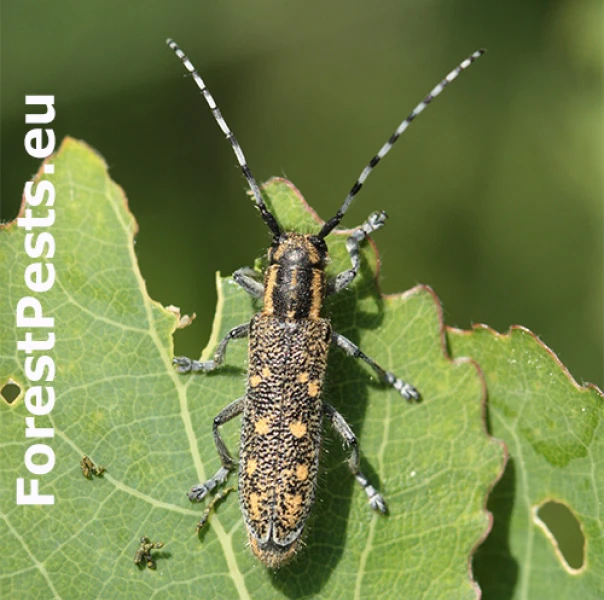 Vrz&uacute;nik osikov&yacute;