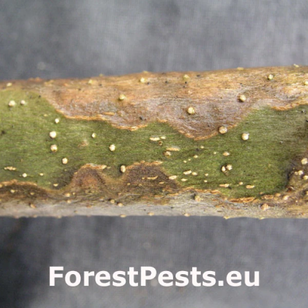 Vredovka topoľov&aacute;