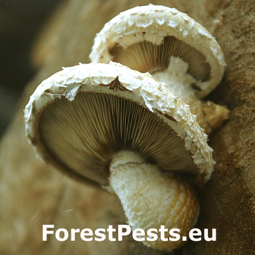 &Scaron;upinovka zhubn&aacute;