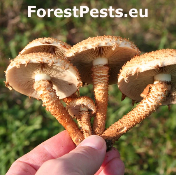 &Scaron;upinovka &scaron;upinat&aacute;