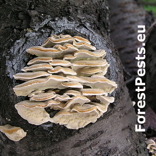 Tr&uacute;dnikovec zamatov&yacute;