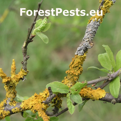 Diskovn&iacute;k m&uacute;rov&yacute;