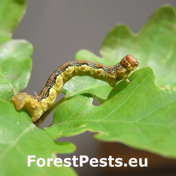 Piadivka zimn&aacute;