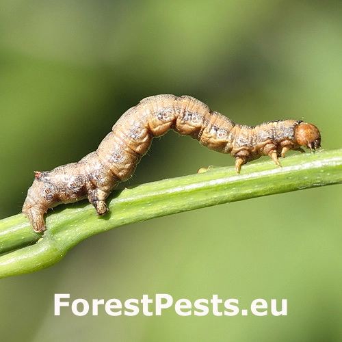 Listnatka neskor&aacute;