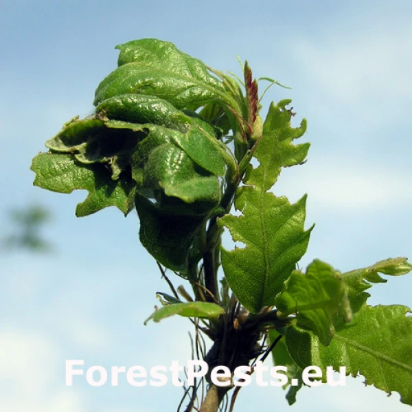 Obaľovač zelen&yacute;