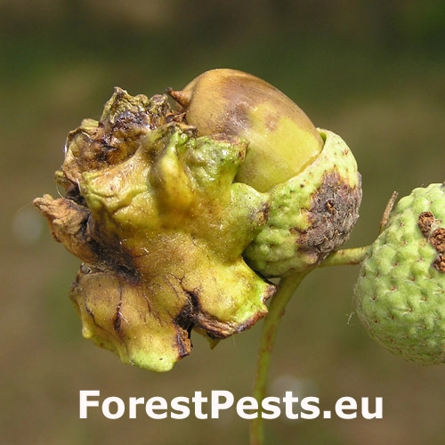 Hrčiarka kalichov&aacute;