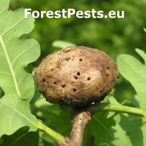 Hrčiarka bezkr&iacute;dla