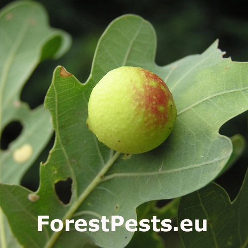 Hrčiarka listov&aacute;